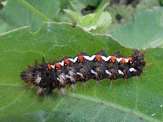 Bruco di Acronicta rumicis